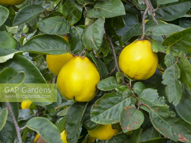 Cydonia oblonga 'Ludovic' - Quince late  October