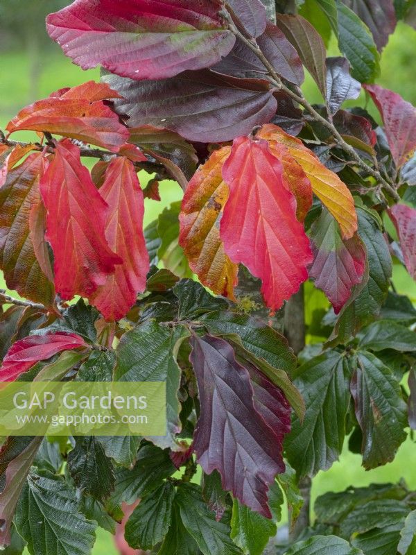 Parrotia persica - Persian Ironwood - leaf detail  Late Autumn