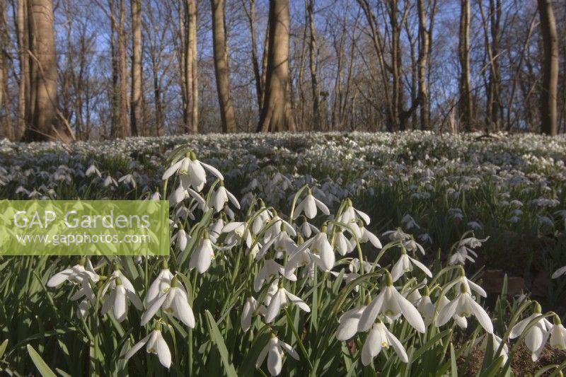 Galanthus nivalis, Snowdrops established in woodland Walsingham Abbey Norfolk late February