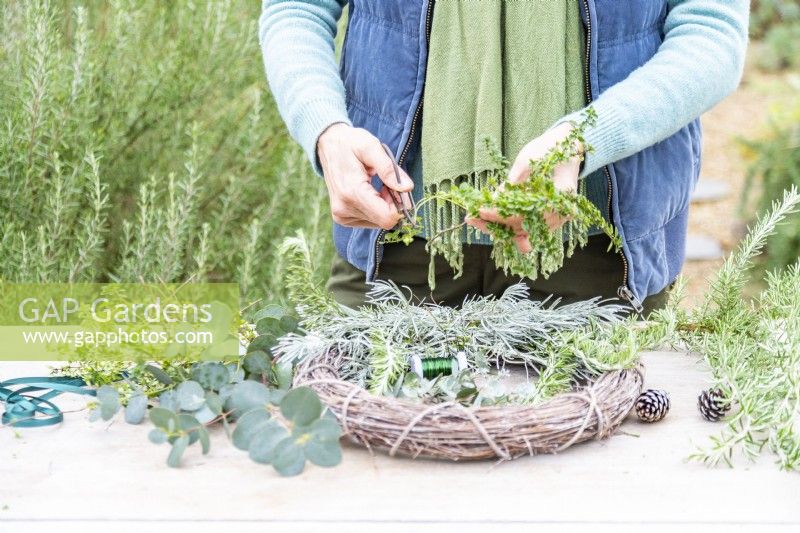 Woman using pruning scissors to cut Thyme to size