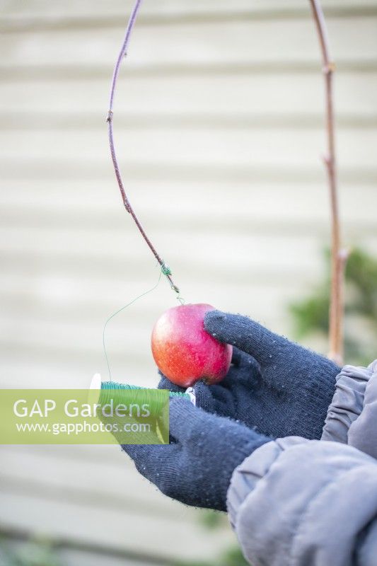 Woman using wire to secure an apple to the end of the hazel stick