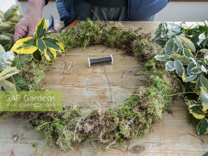 Attach sprays of foliage to moss ring in Christmas wreath construction
