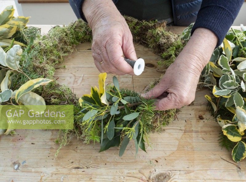 Attach sprays of foliage to moss ring in Christmas wreath construction