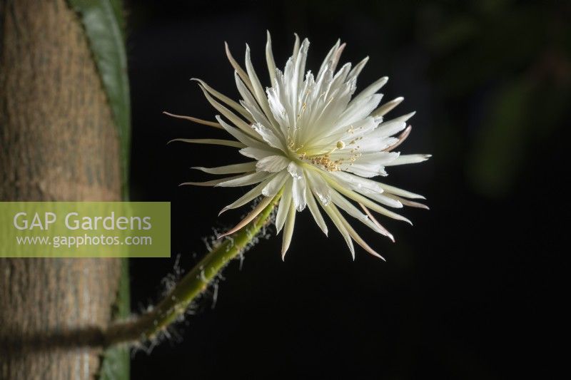 Selenicereus wittii (Amazon moonflower) syn. Strophocactus wittii