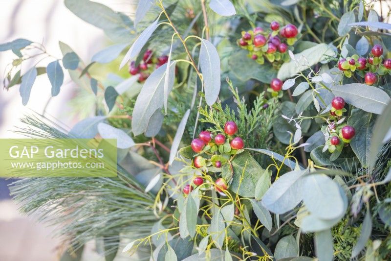 Hypericum berries in Christmas container with Eucalyptus, Pinus and Thuja