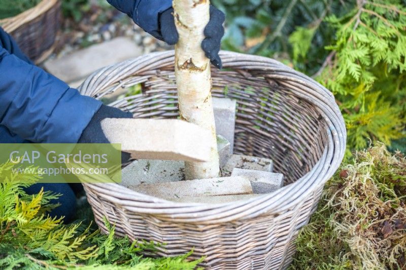 Woman placing bricks around the birch trunk in the basket to hold it in place