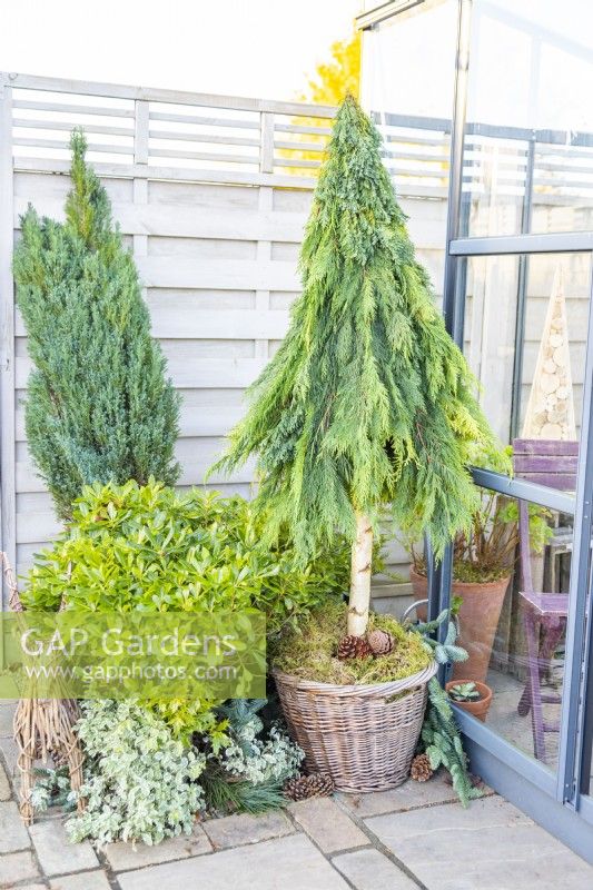 Foraged Christmas tree in a garden setting