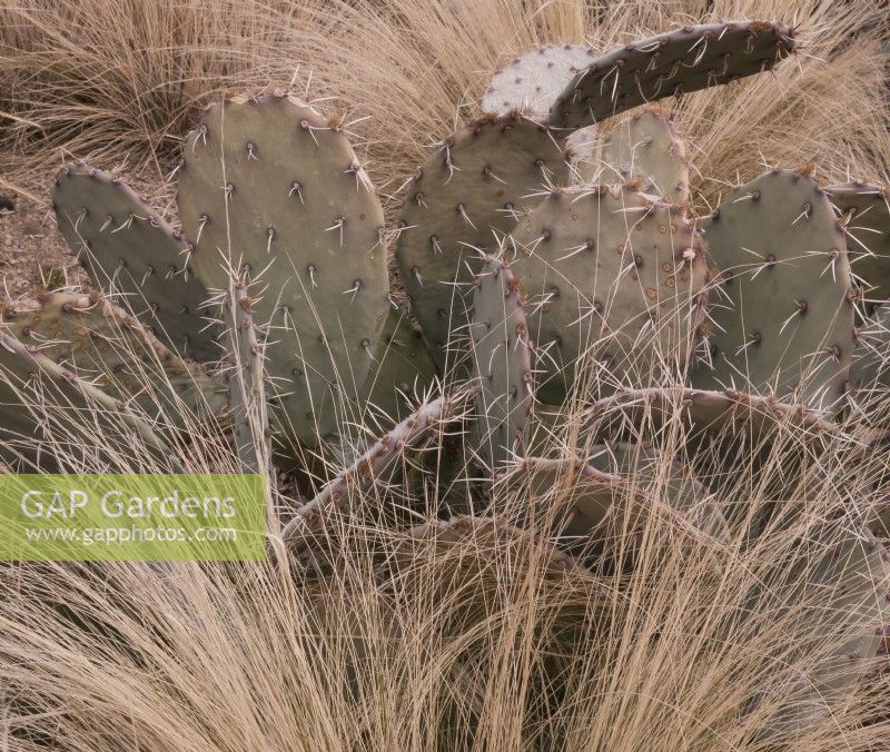 Prickly pear cactus and Mexican feather grass in winter