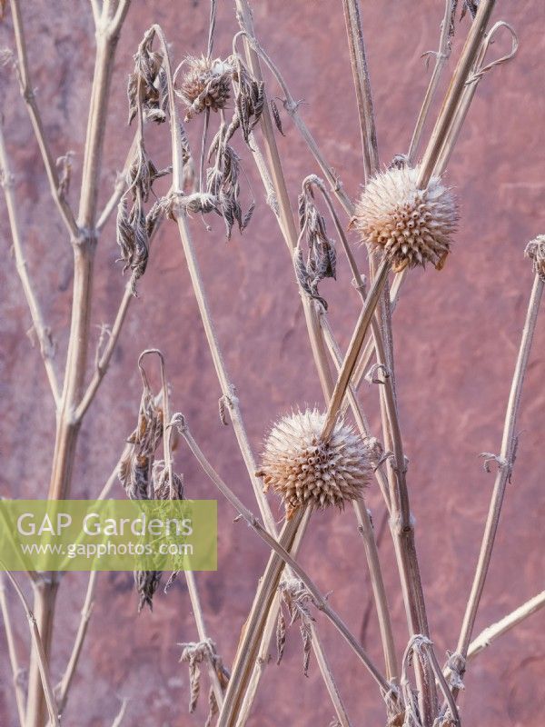 Dried, frosted Phlomis seedheads silhouetted against wall