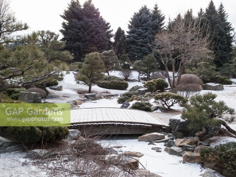 Japanese garden in winter showing bridge over frozen stream. Boulders and sculptural conifers in landscape