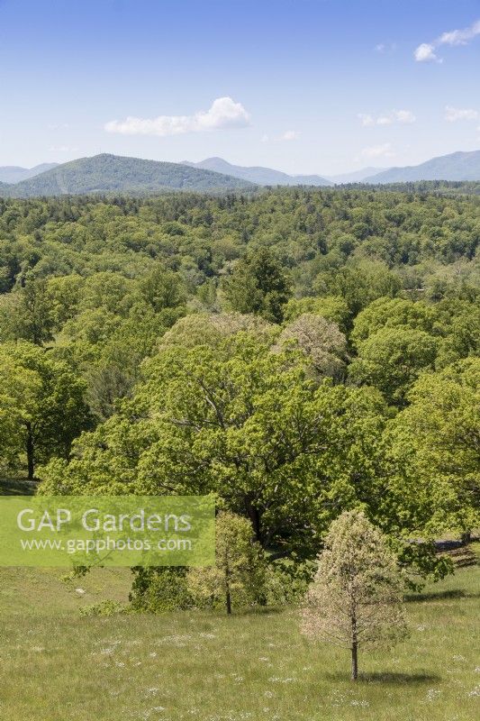 Meadow and extensive deciduous woodland at Biltmore Estate with distant hills in the background
