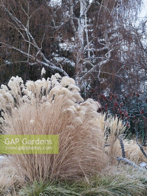 Frozen Miscanthus sinensis grass in front of white barked birch tree in winter landscape