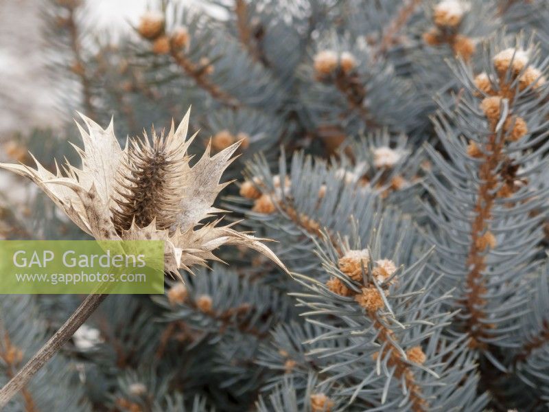 Bleached, dried seed head of Eryngium 'Sapphire Blue', sea holly, with dwarf Colorado blue spruce, in winter.