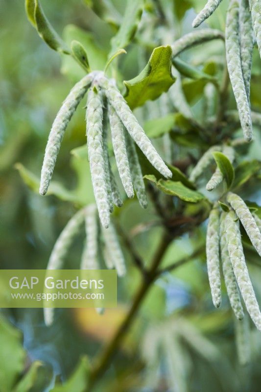 Garrya elliptica - silk tassel bush - November.