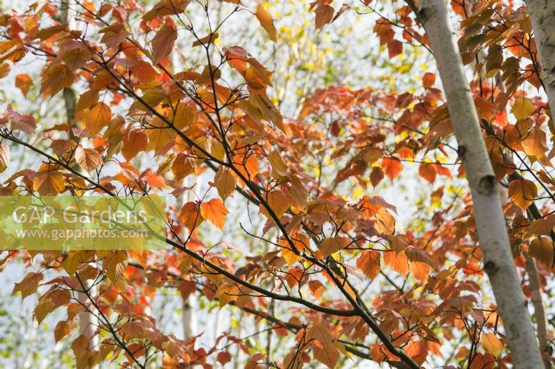 Acer capillipes - snake bark maple - November.