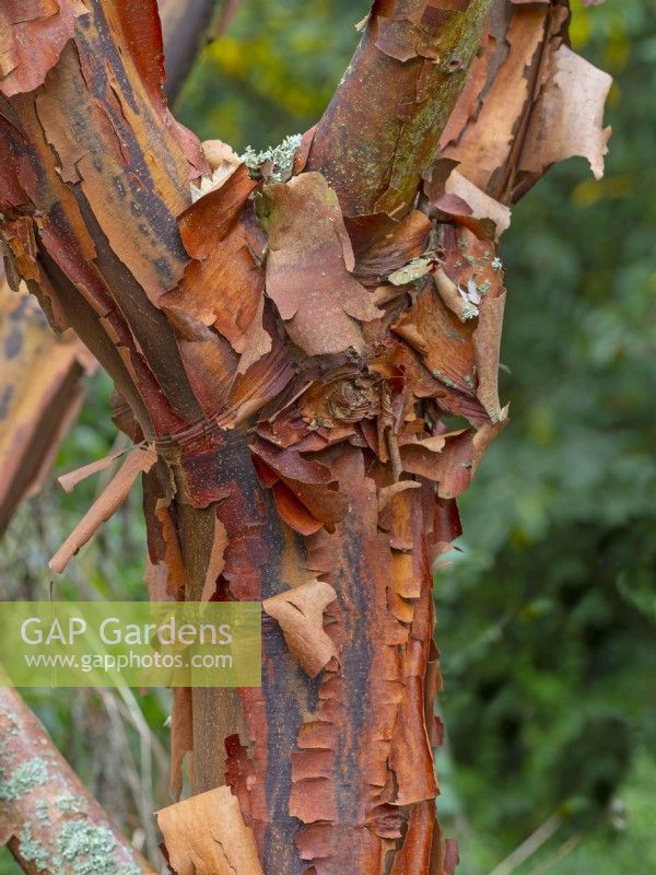 Acer griseum - Paperbark maple  
