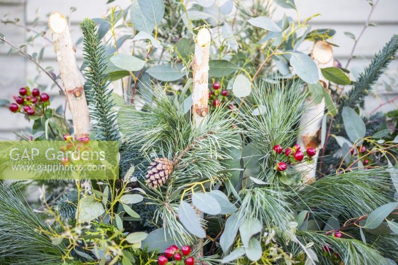 Evergreen Christmas container with Pinus, Thuja, Eucalyptus, Hypericum, Cotoneaster and Birch branches