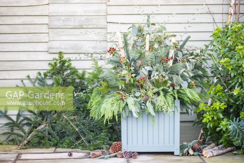 Evergreen Christmas container with Pinus, Thuja, Eucalyptus, Hypericum, Cotoneaster and Birch branches