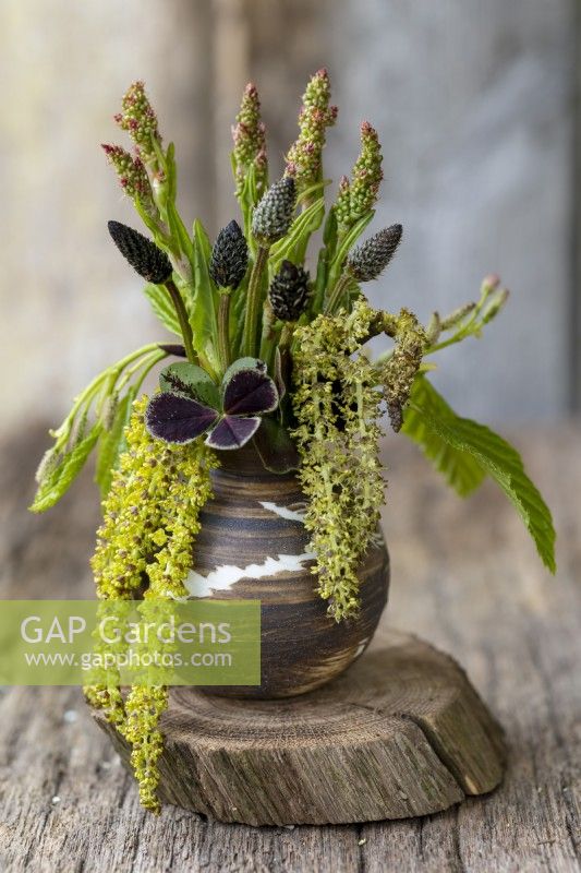 Sorrel Rumex, Plantain Plantago, Clover Trifolium, and Alder in tiny ceramic vase.