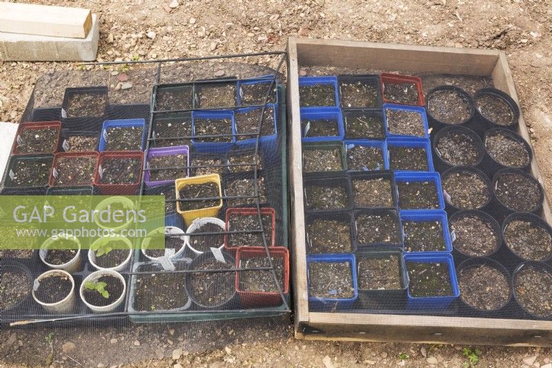 Protective netting over assorted containers planted with seeds and seedlings in spring - May