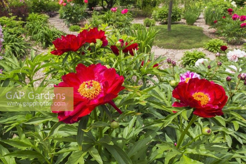 Paeonia 'America' - Peony with golden stamens in backyard garden in spring - May