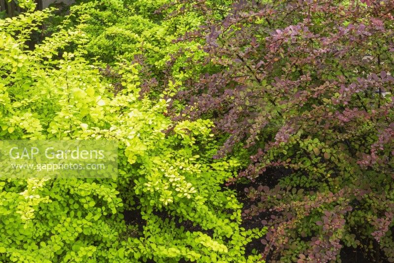 Berberis thunbergii  'Aurea' and 'Golden Ring' - Barberry shrubs in early summer - June