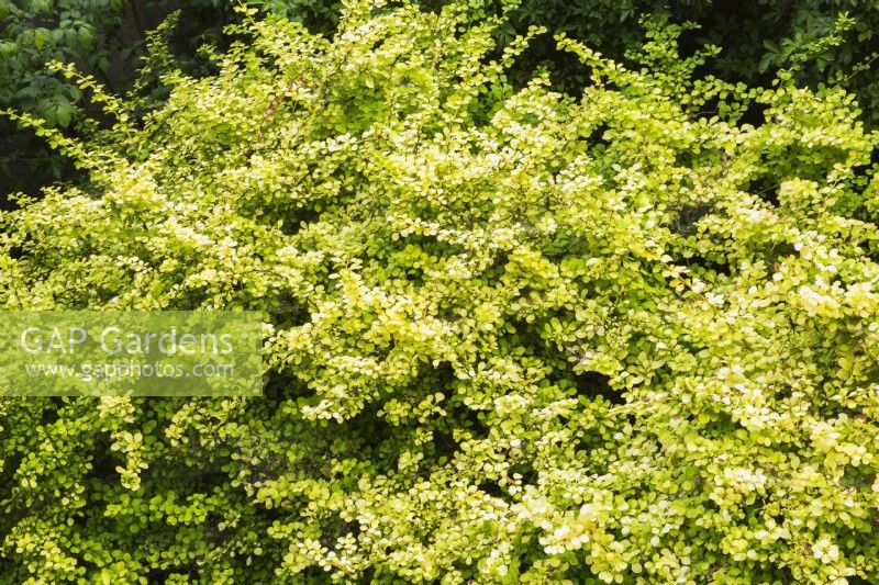 Berberis thunbergii  'Aurea' - Barberry shrub - June