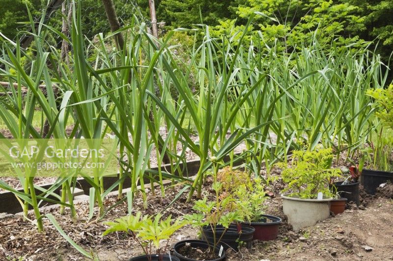 Allium sativum var. ophioscorodon - Music Garlic herb plants in backyard garden in spring - May