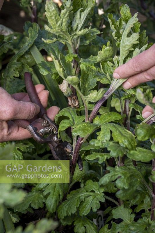 Taking Chrysanthemum cuttings, carefully choosing and cutting a shoot with secateurs.