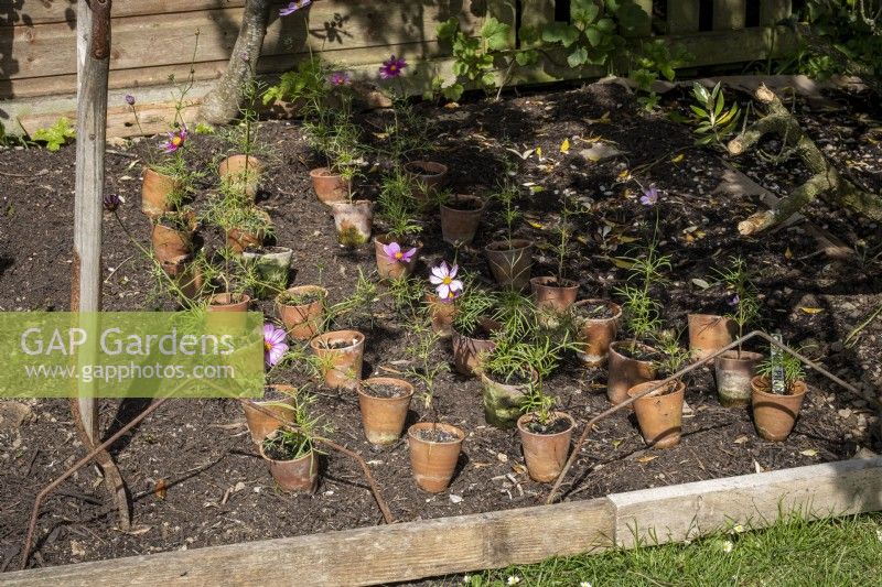 Positioning and planting out Cosmos plants in early summer border