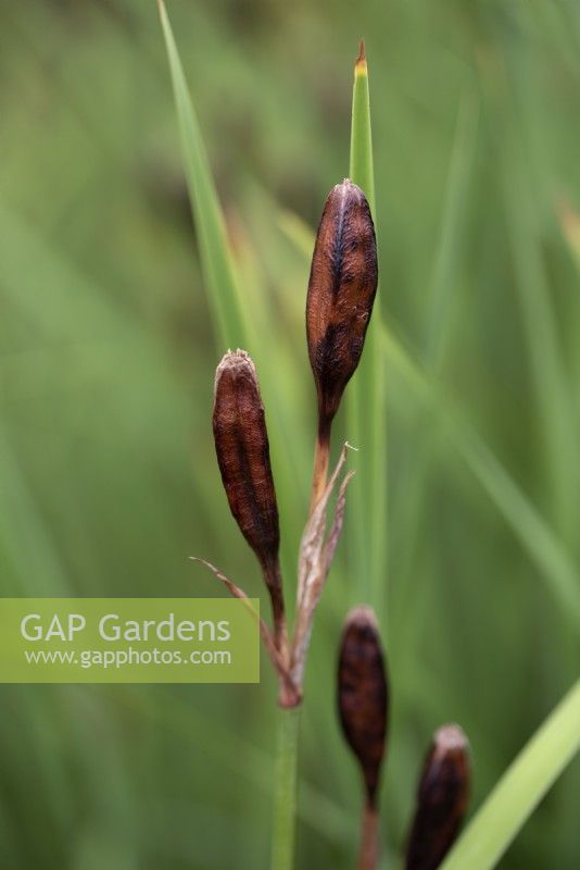 Iris sibirica 'Ceasars Brother' -Seed pods - September