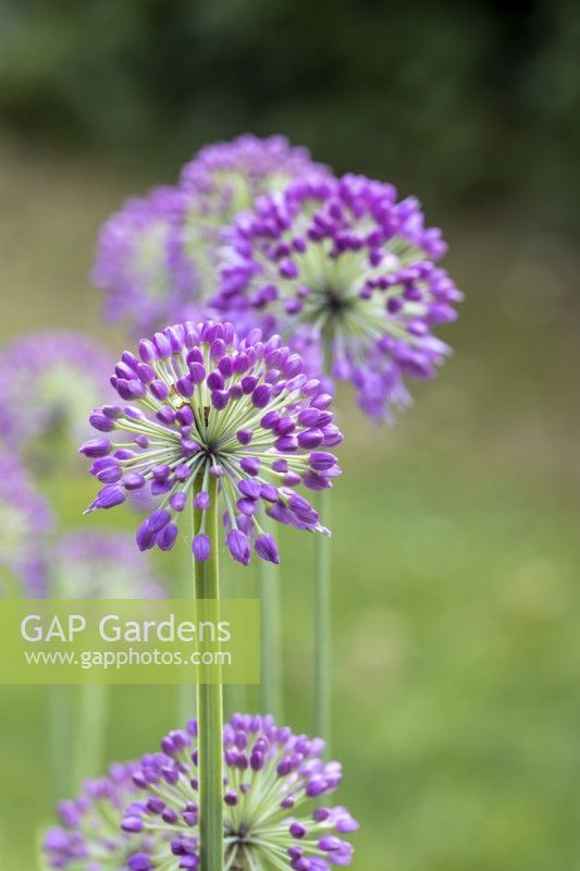 Allium 'Lavender Bubbles'
