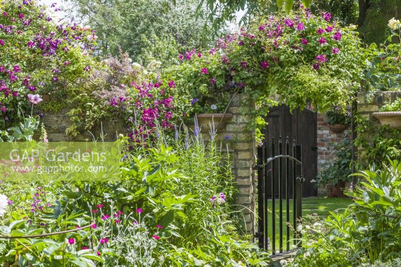 Clematis trained over opening in wall with wrought iron gate - June