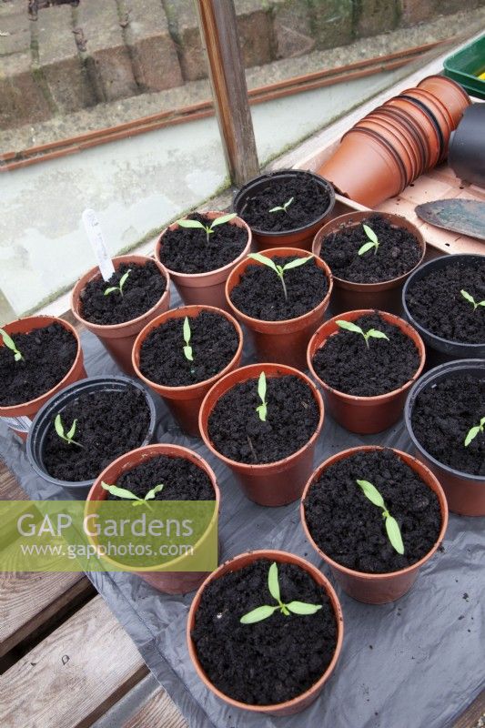 Tomato 'Fandango' potted on into medium sized plastic pots on bench in heated greenhouse