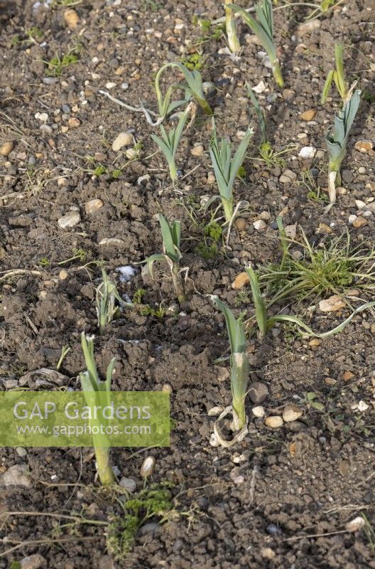 Rabbit damage on overwintering leeks, intercropped with parsley on allotment plot