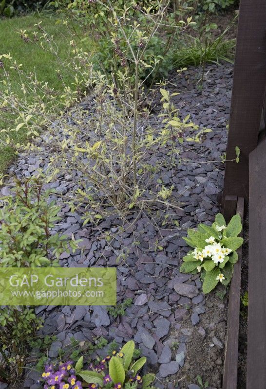 Slate chips used as mulch on flower bed
