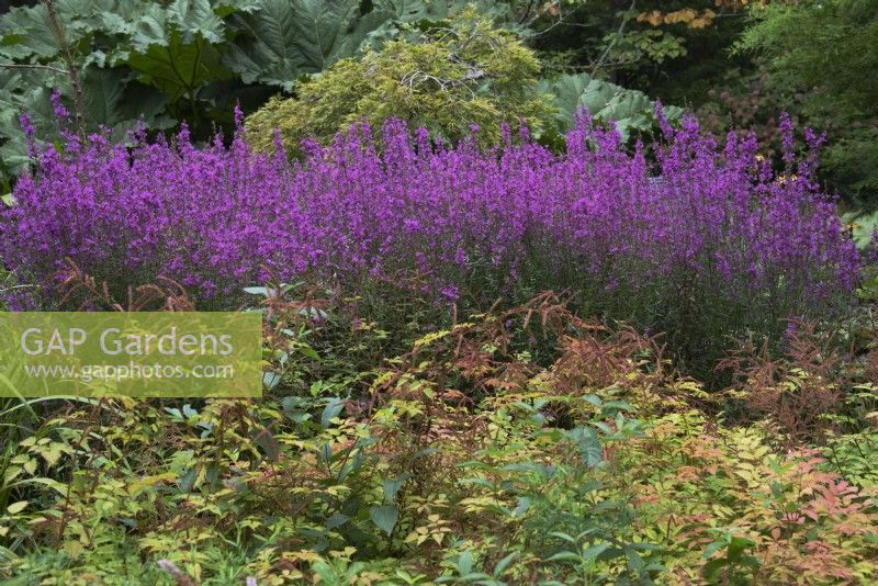 Lythrum virgatum 'Dropmore Purple' - September
