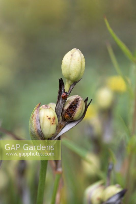 Iris ensata seed heads with 7-spot Ladybird - September