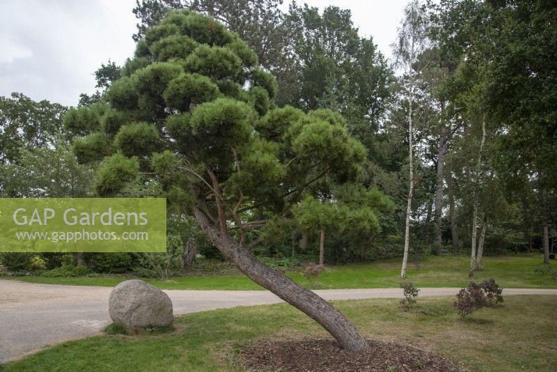 Pinus nigra 'salzmanii' - Pyrenean Pine specimen relocated to RHS Wisley from Chris Beardshaws The Morgan Stanley Garden at Chelsea in 2019