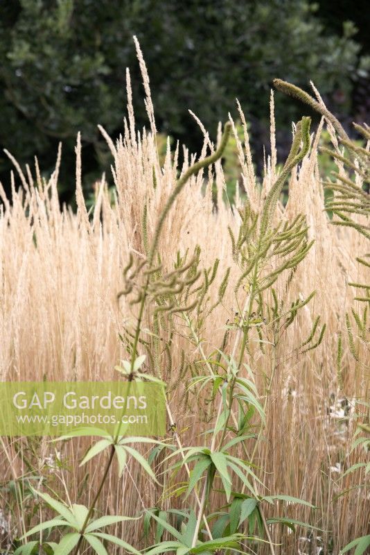 Calamagrostis x acutiflora 'Karl Foerster' - Feather Reed Grass and Veronicastrum virginicum 'Fascination' seed heads