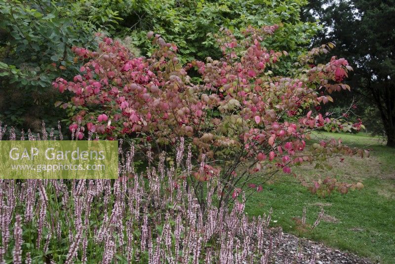 Euonymus planipes with Persicaria amplexicaulis 'Rosea' - flat-stalked spindle plant portrait combinations - September