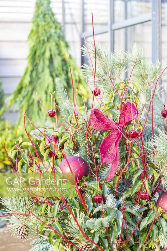 Decorative Christmas container with Pinus, pine cones, laurel and Dogwood