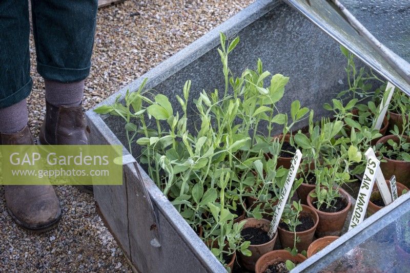 Placing sweet peas out, ready for summer, the sweet peas in a cold frame.