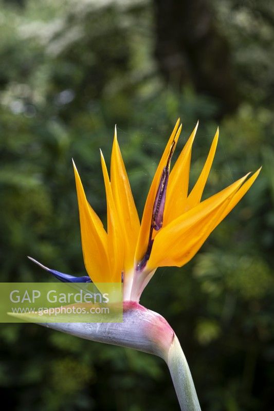 Strelizia reginae, Bird of Paradise Flower