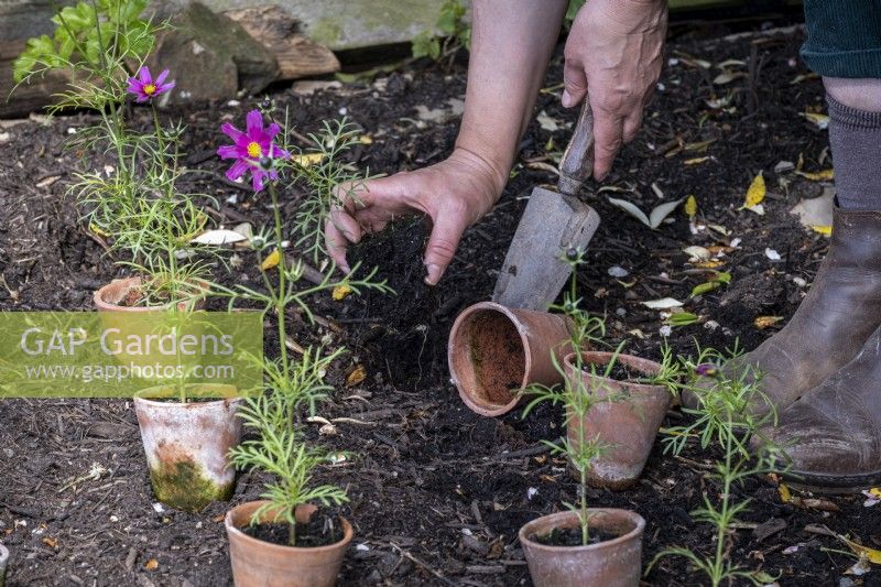 Positioning and planting out Cosmos plants in early summer border, taking out the plant and putting it in the hole