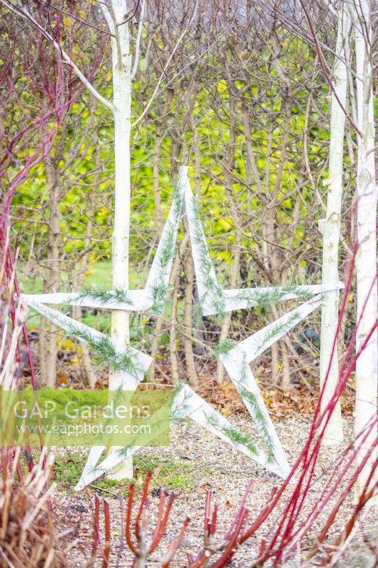 Wooden star with fairy lights and Cedar sprigs leaning on a silver birch tree