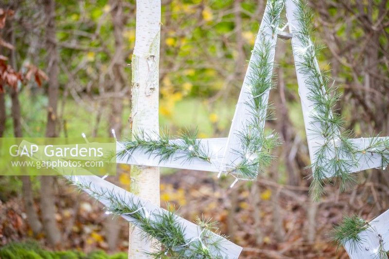Wooden star with fairy lights and Cedar sprigs leaning on a silver birch tree