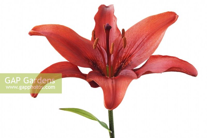 Lilium  'Red County'  Asiatic lily  Composite picture focus stacked to extend depth of field  June
