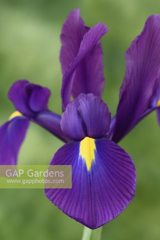 Iris  'Purple Sensation'  Syn.  Iris hollandica 'Purple Sensation'  Dutch Iris  June