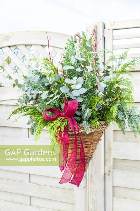 Evergreen Christmas hanging basket